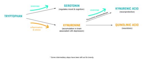 Excellent diagram from foundmyfitness.com illustrating how exercise changes tryptophan metabolism Excellent diagram from foundmyfitness.com illustrating how exercise changes tryptophan metabolism