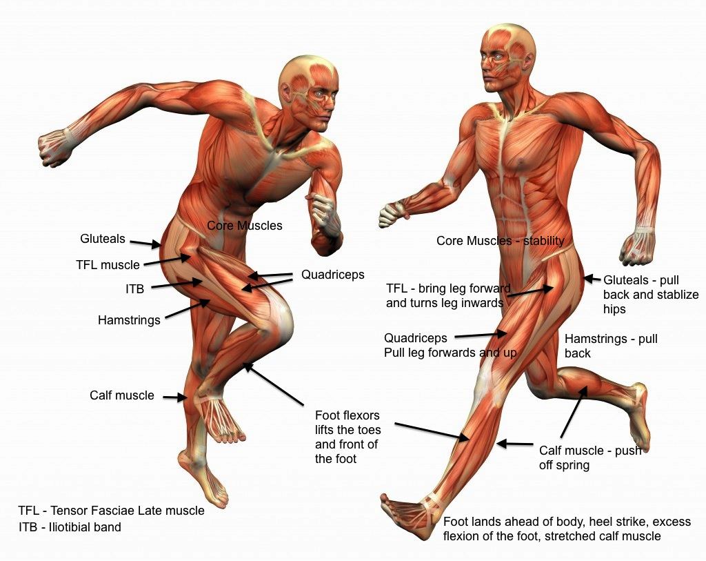 Running muscle groups, courtesy of yescycling.com
