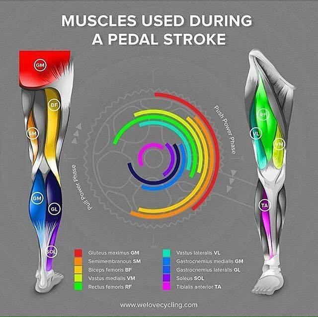 Cycling muscle groups, courtesy of welovecycling.com Cycling muscle groups, courtesy of welovecycling.com